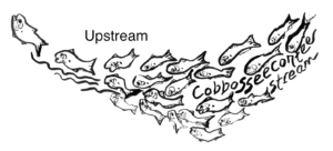 Text: Upstream, Cobbosseeecontee Stream, Image: drawn fish swimming downwards then upwards to the left in wavy lines